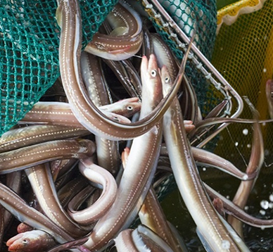 바다장어1kg(36-40cm사이즈)